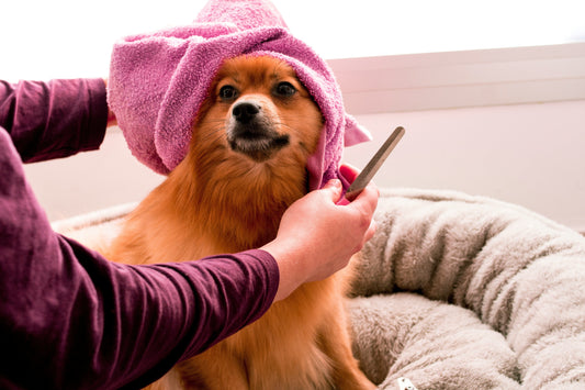 Die richtige Fell- und Krallenpflege für deinen Hund: Tipps für einen gesunden Hund