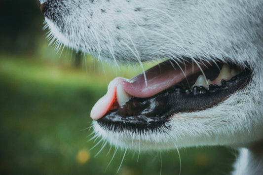 Zahnpflege bei Hunden: So bleibt das Gebiss gesund