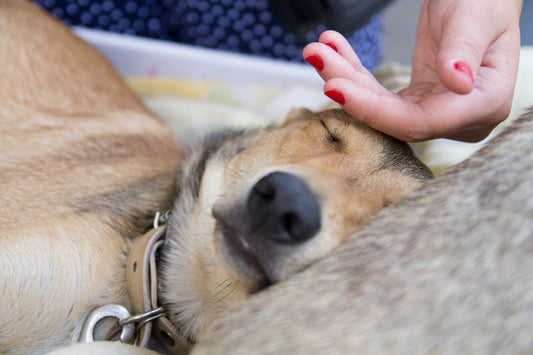 Das POC Dog Erste Hilfe Set – Sicherheit für deinen Hund
