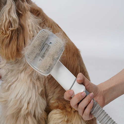 Pflege und Hygiene für Hunde – so bleibt dein Hund rundum gesund