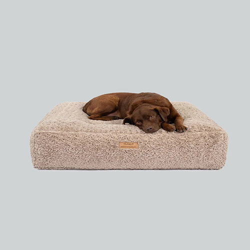 Orthopädische Hundebetten: Warum sie wichtig sind und worauf du achten solltest
