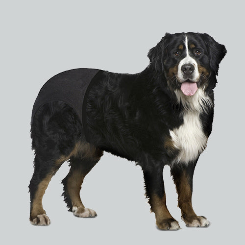 Läufigkeitshöschen