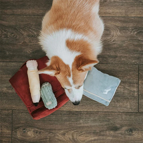 Schnüffelspielzeug Back to School