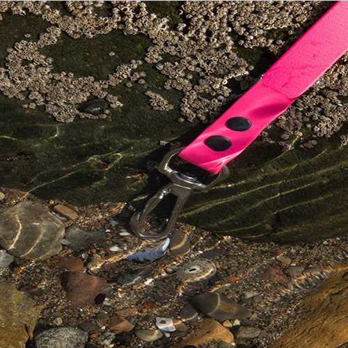 Hausleinen aus Biothane – Robust, Pflegeleicht und Perfekt für jeden Hund