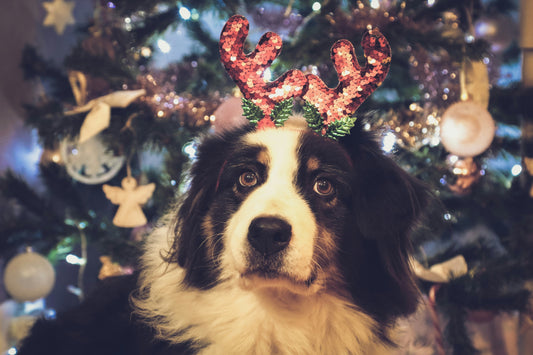 Was kann ich meinem Hund zu Weihnachten schenken? Die besten Geschenke für Hunde zu Weihnachten
