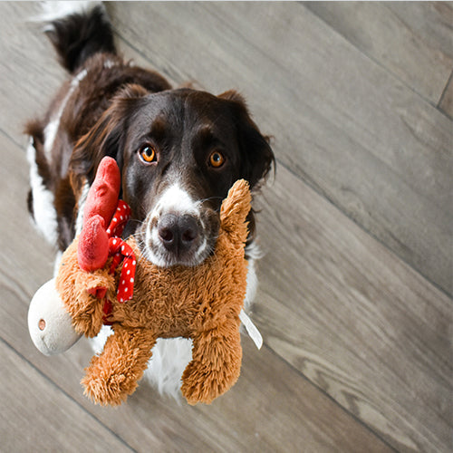Robustes Hundespielzeug kaufen: Langlebiger Spaß für deinen Hund