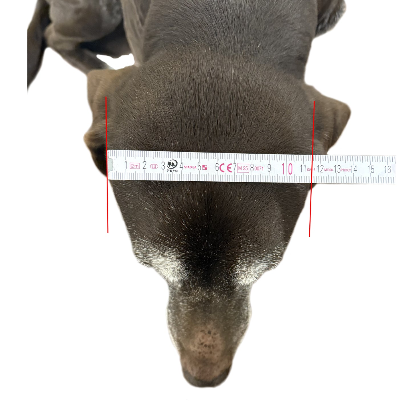 Maulkorb nach Konfigurator