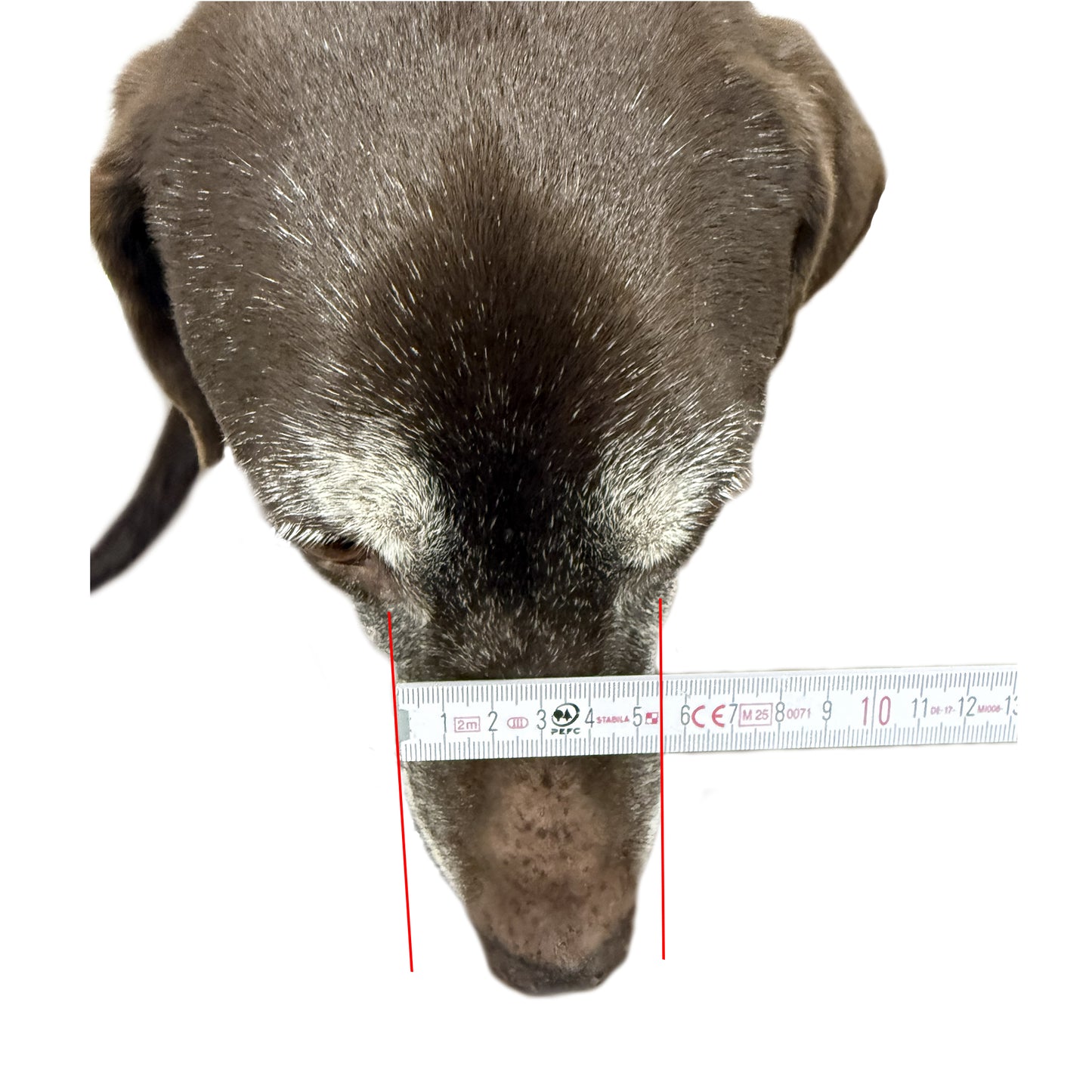 Maulkorb nach Konfigurator