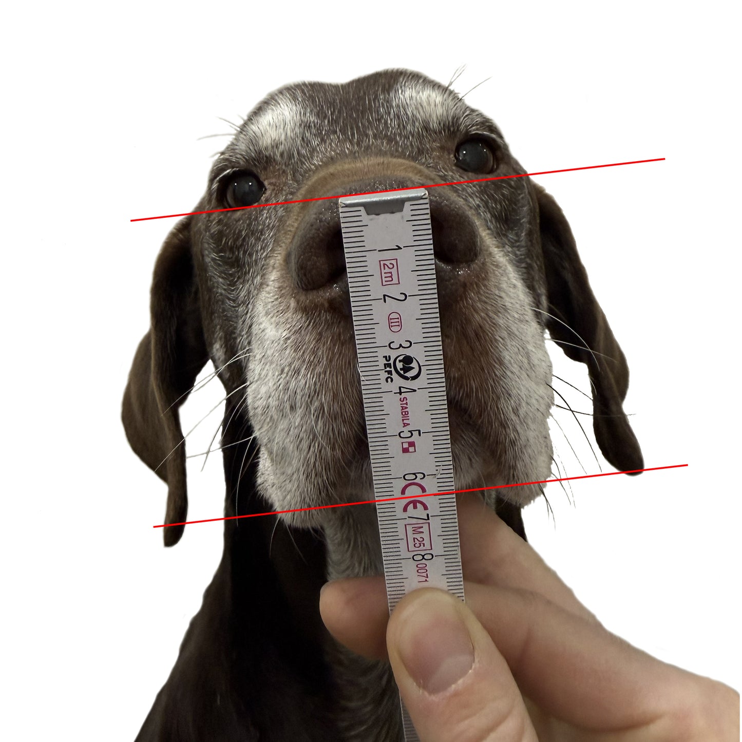 Maulkorb nach Konfigurator