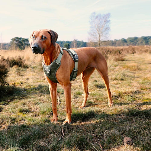 Hundegeschirr Ultimate fit no pull