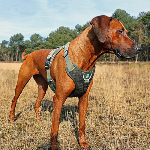 Hundegeschirr Ultimate fit no pull