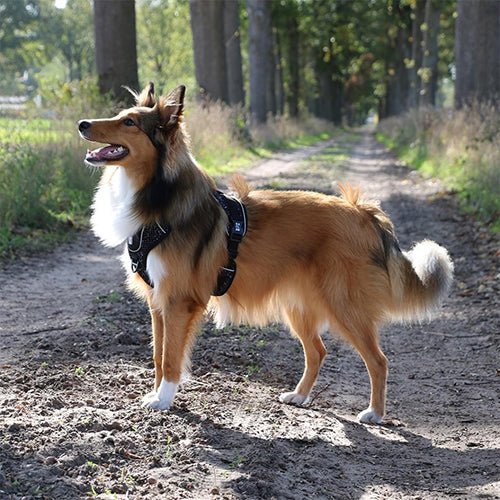 Hundegeschirr Ultimate fit no pull