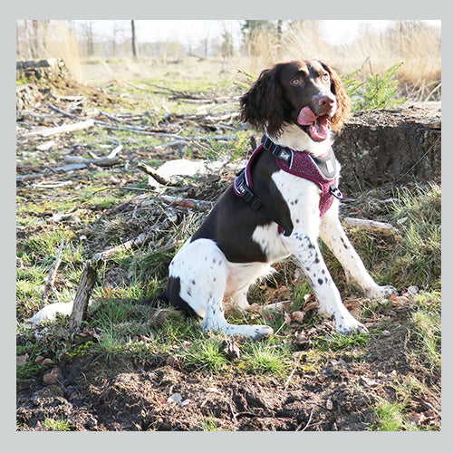 Hundegeschirr Ultimate fit no pull