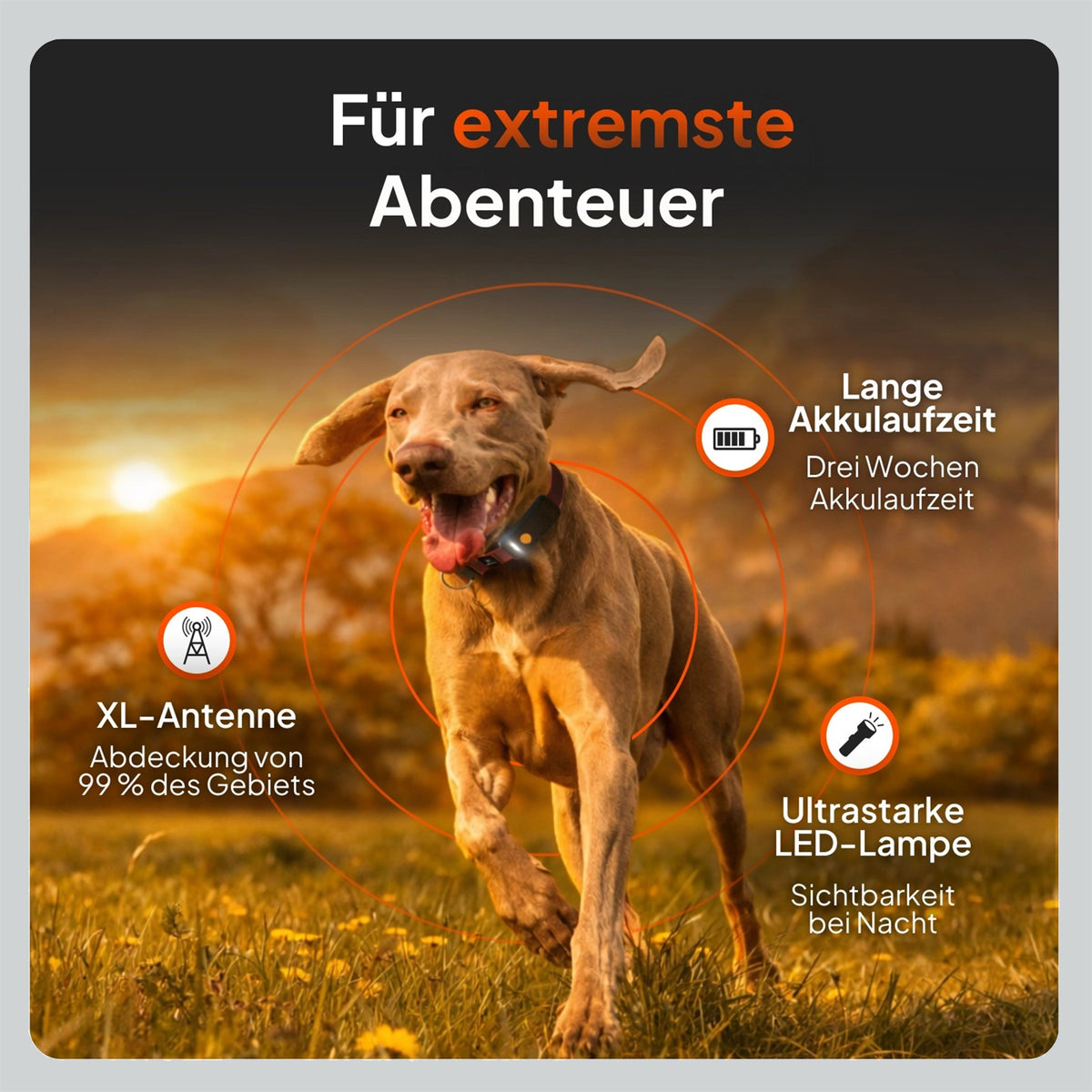 GPS-Tracker für Hunde