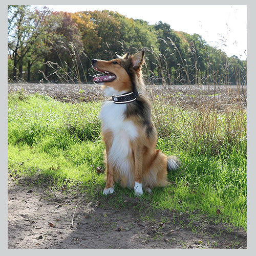 Hundehalsband Ultimate Fit Control Classic