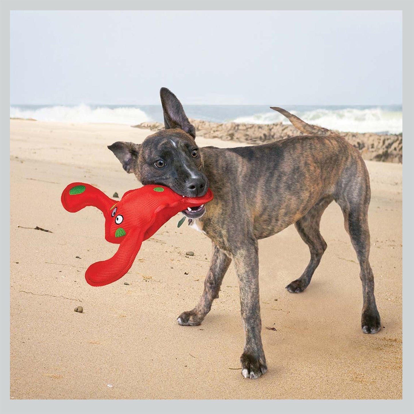 KONG Belly Flops Lobster