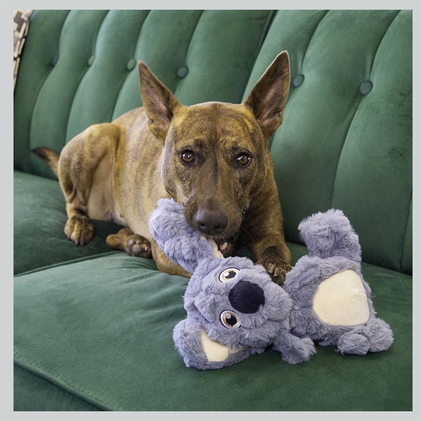 KONG scrumplez Koala blau