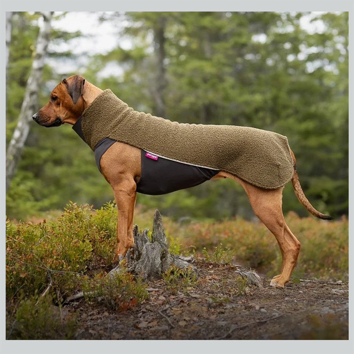 Hundepullover Polar pomppa