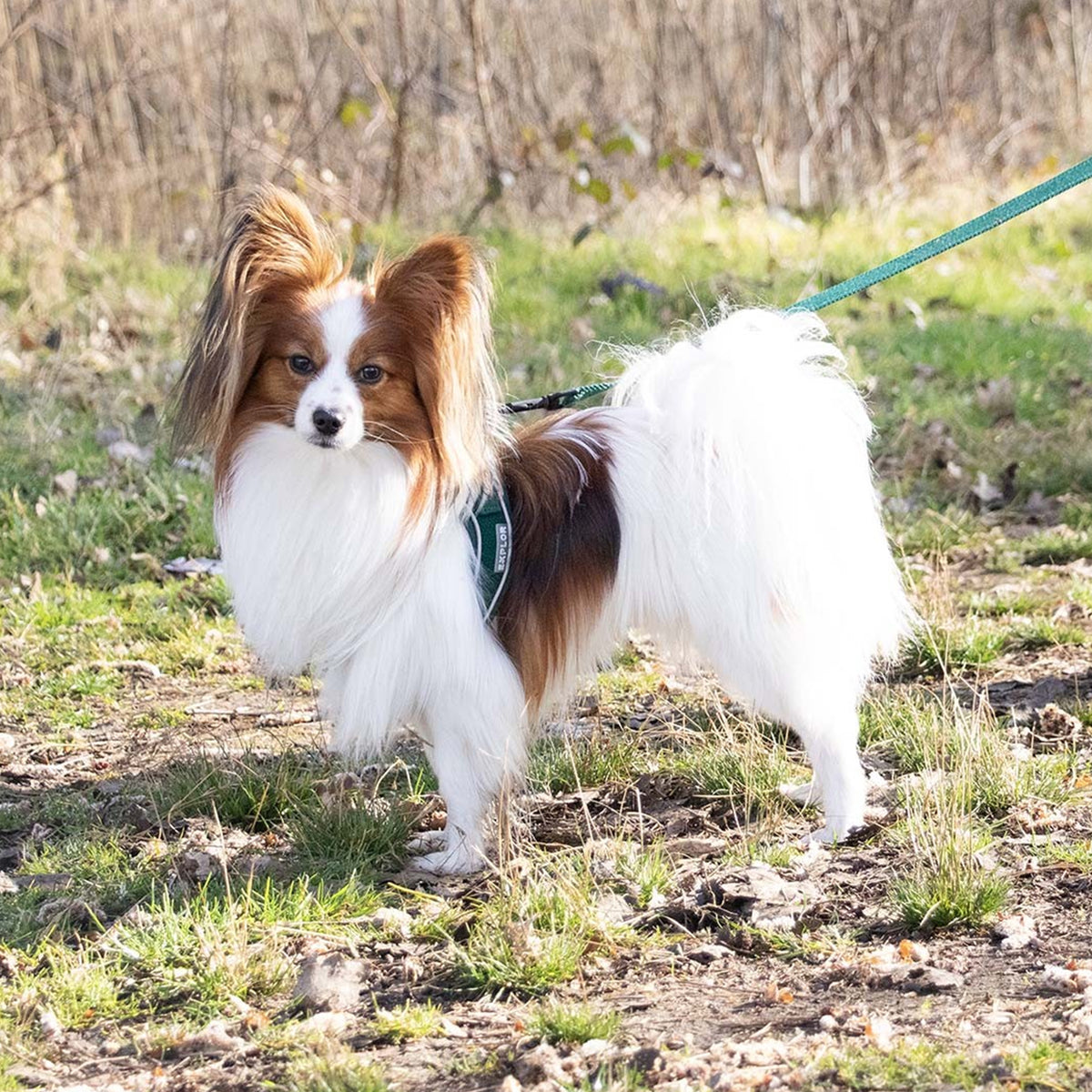 Hundegeschirr Ultimate fit kleines Hundegeschirr
